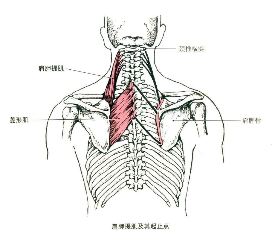 健身房什么运动收肩_收肩动作视频_收肩有什么用