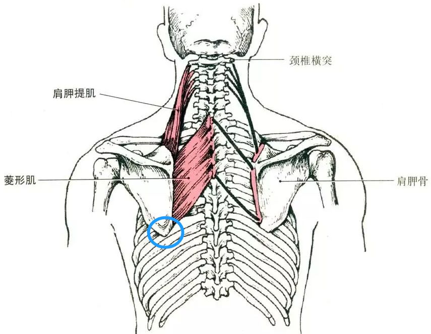 收肩动作视频_收肩有什么用_健身房什么运动收肩