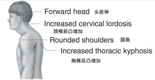 收肩有什么用_收肩动作视频_健身房什么运动收肩